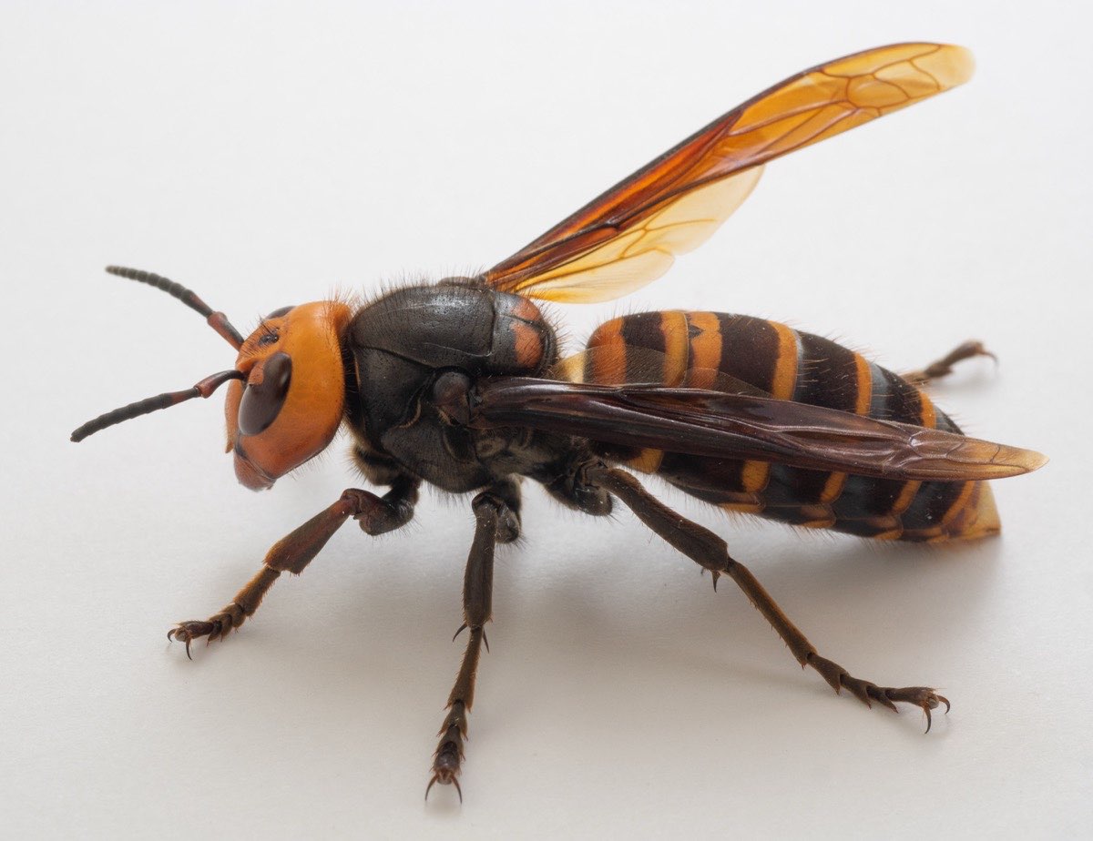 Asian Giant Hornet