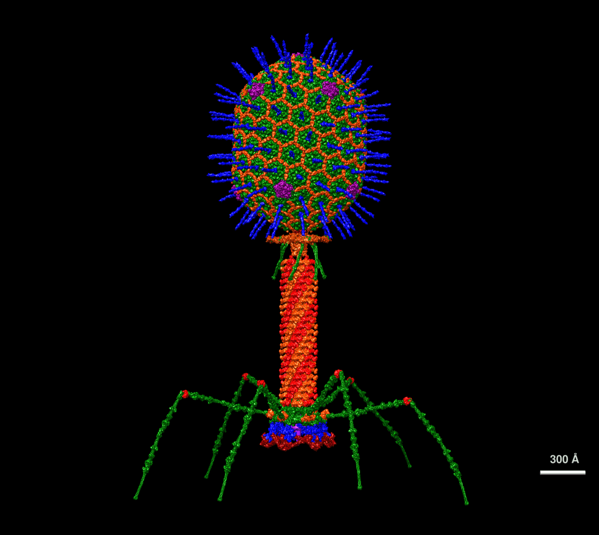 Bacteriophage T4
