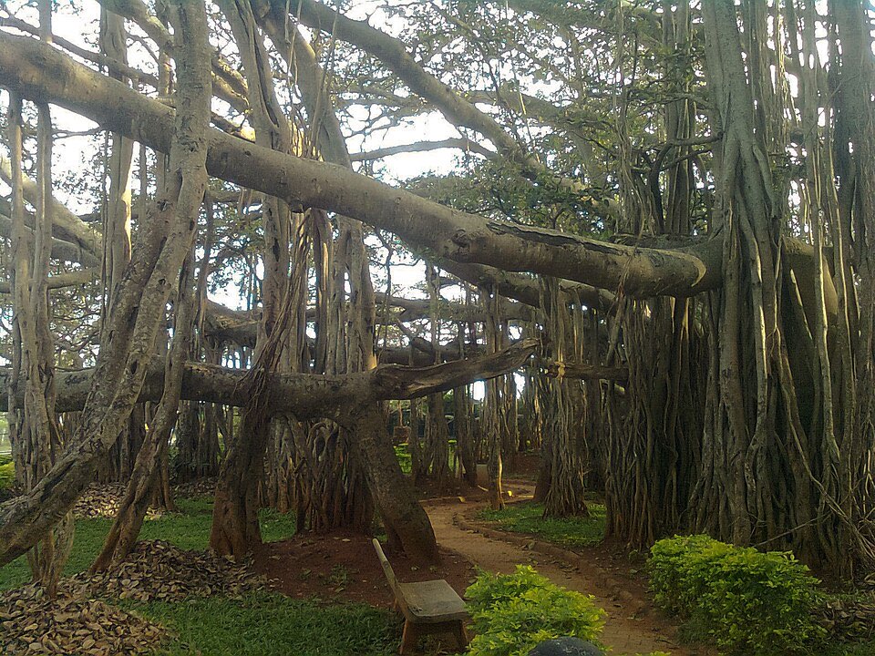 Banyan Tree