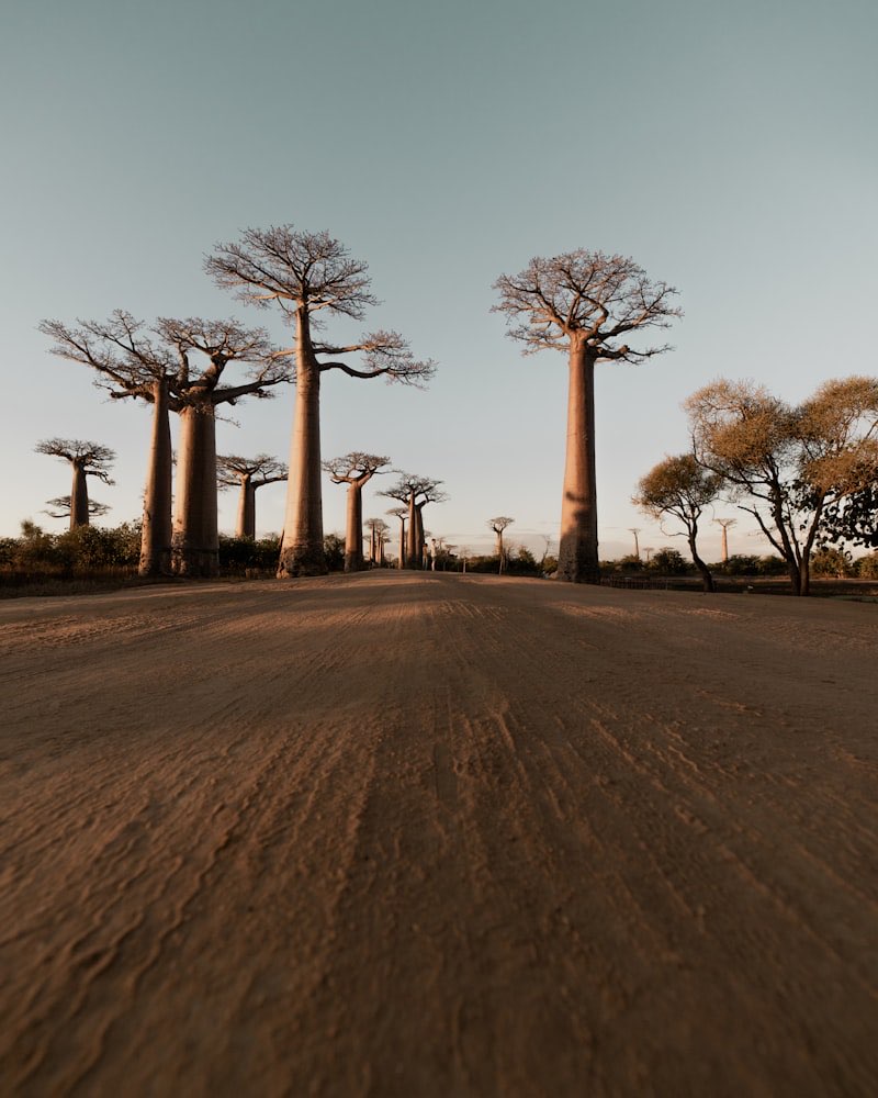 Baobab