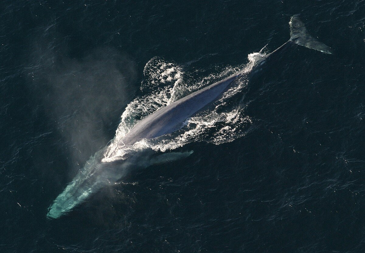 Blue Whale Tongue