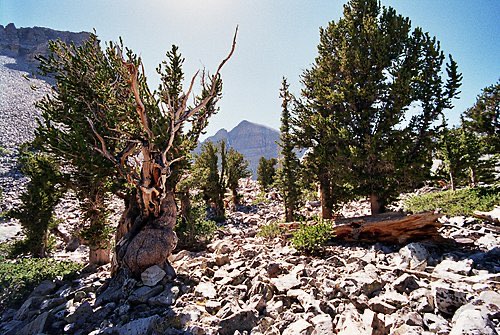 Great Basin Bristlecone Pine