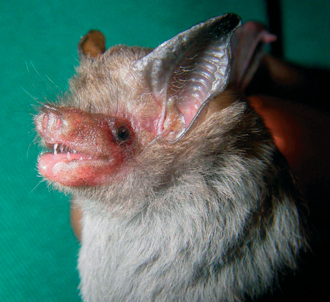 Bumblebee Bat