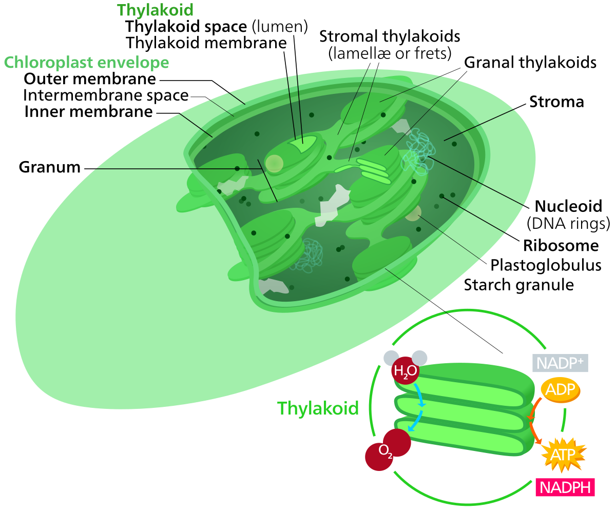Chloroplast