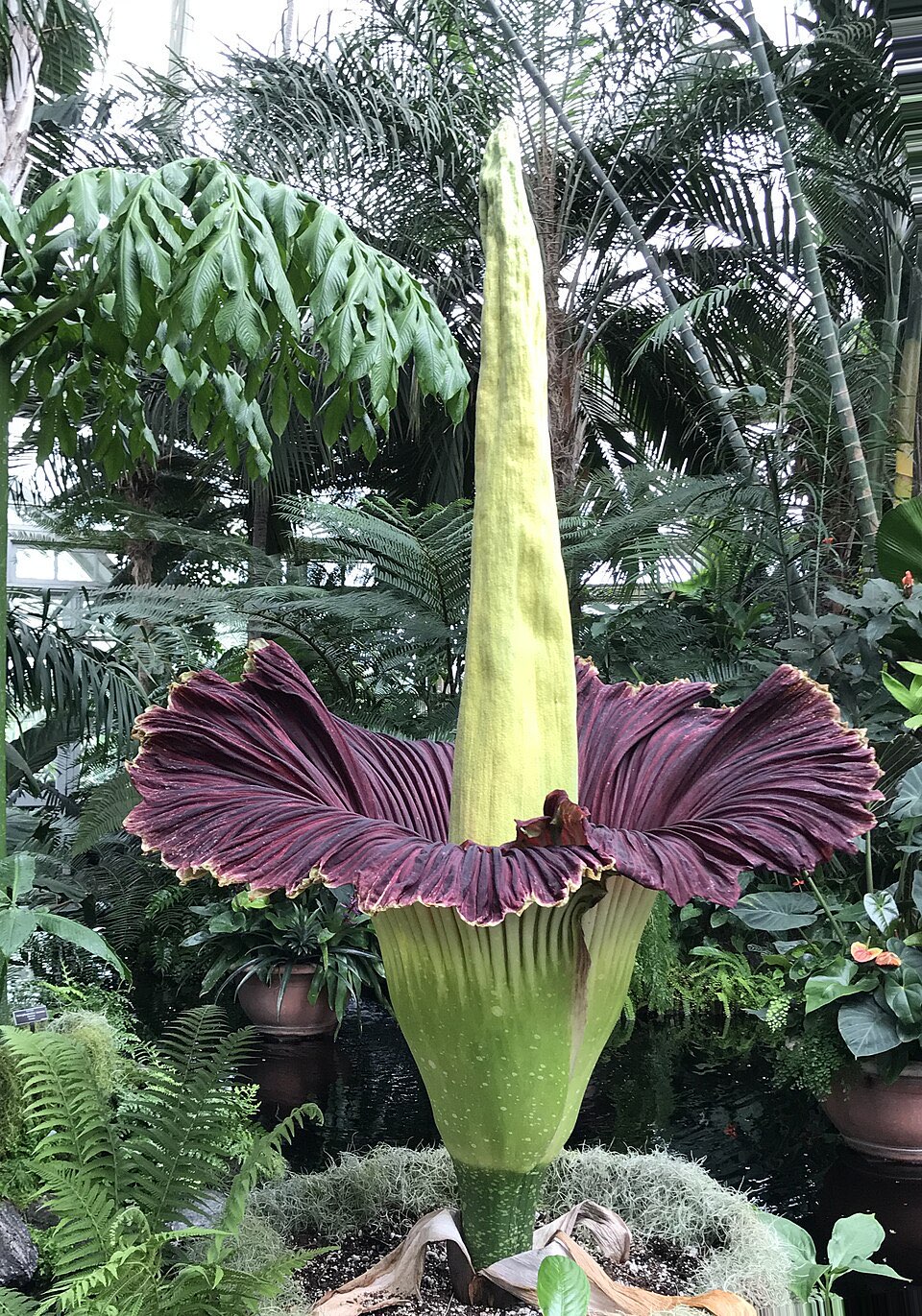 Corpse Flower