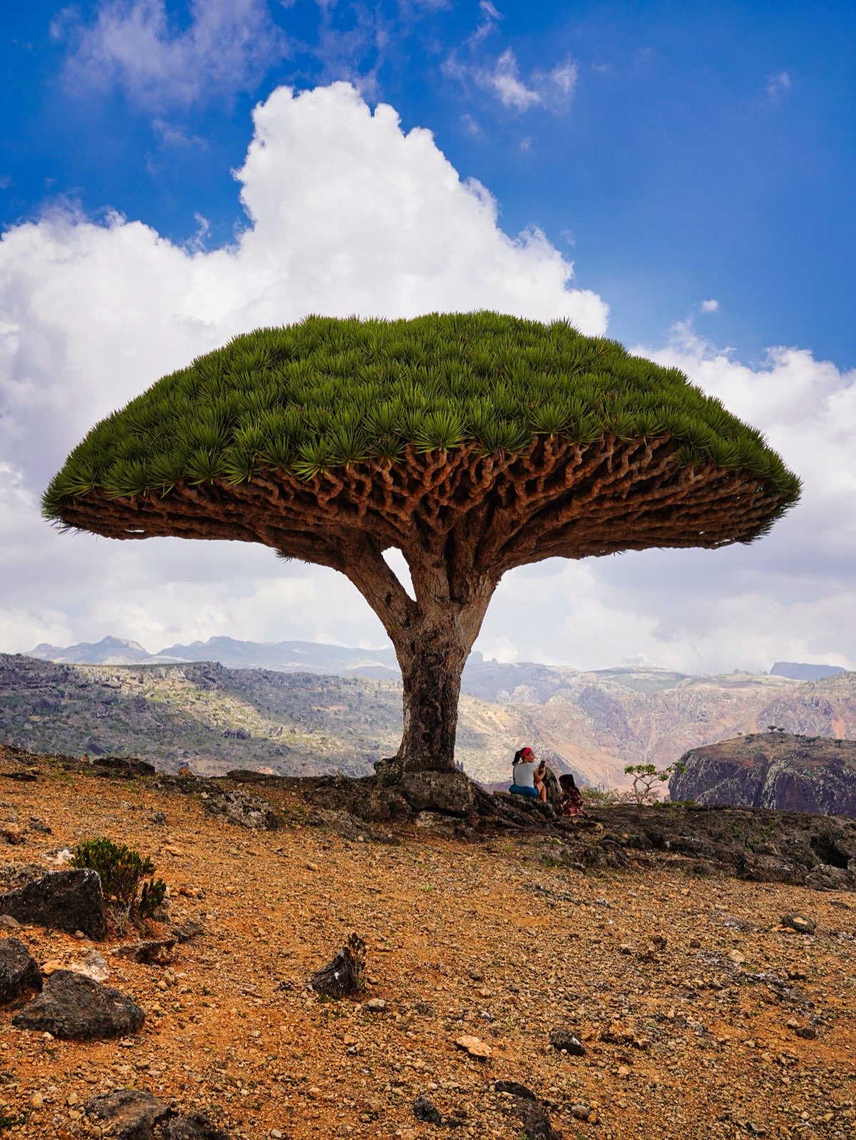 Dragon Blood Tree
