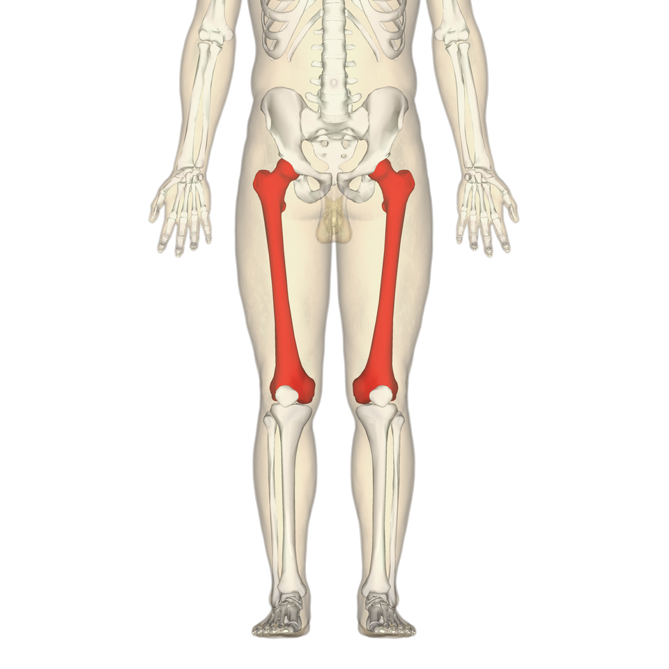 Femur (Thigh Bone)