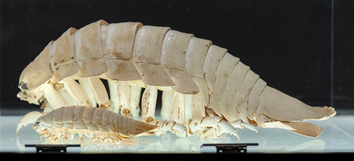 Giant Isopod