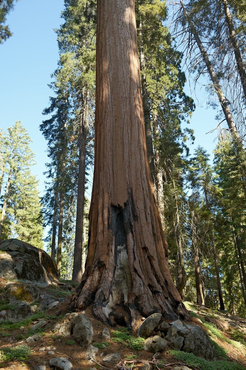 Giant Sequoia
