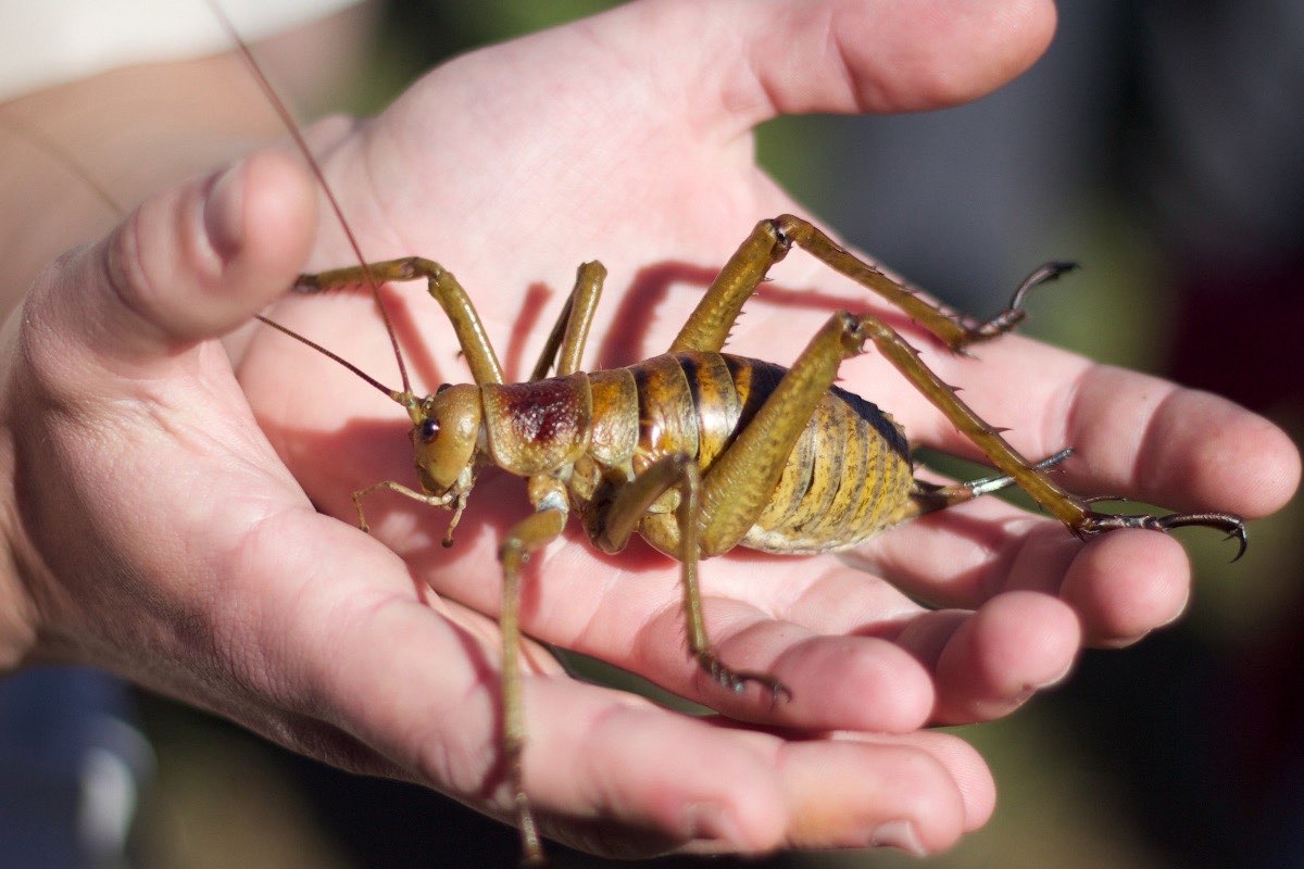 Giant Weta