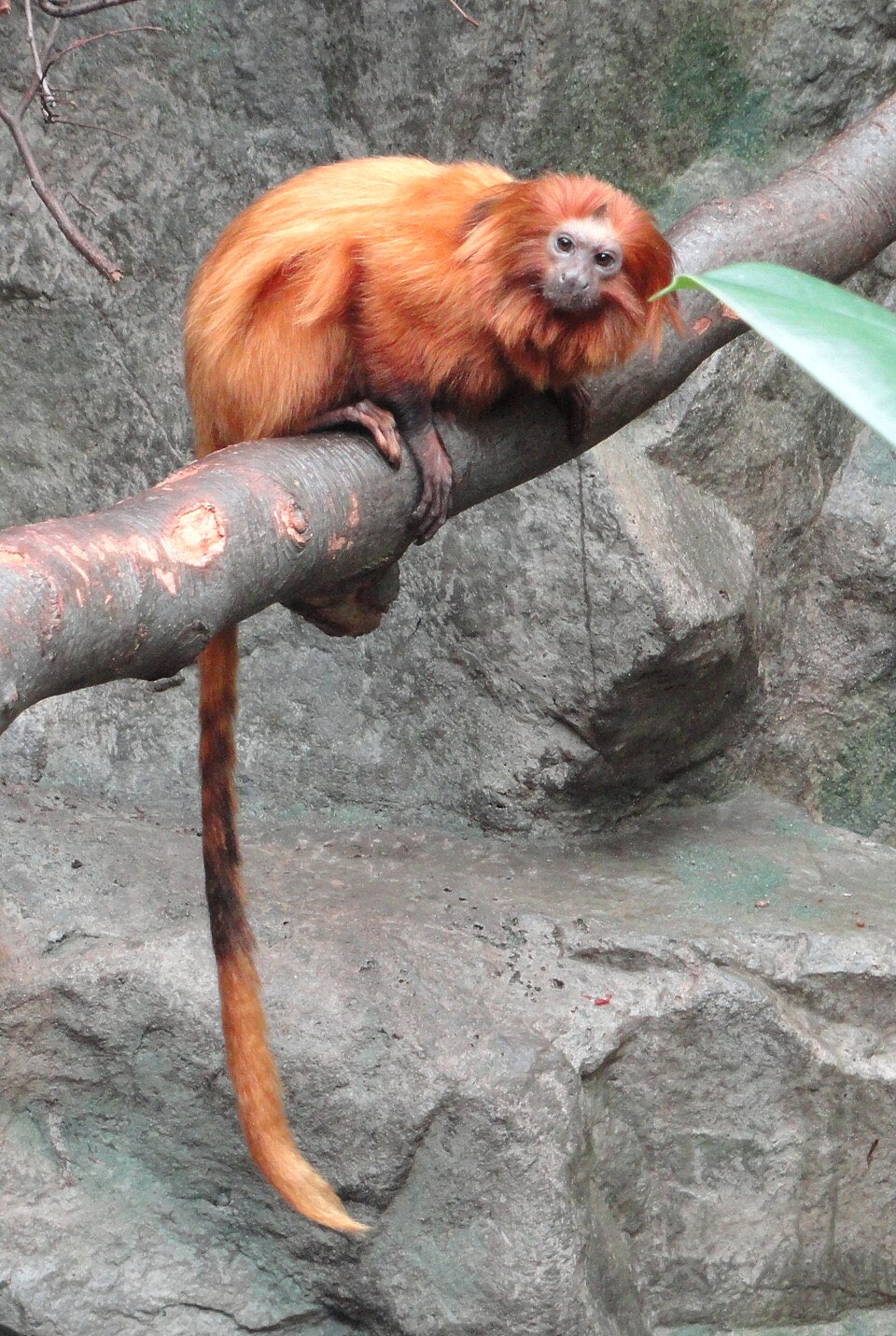Golden Lion Tamarin