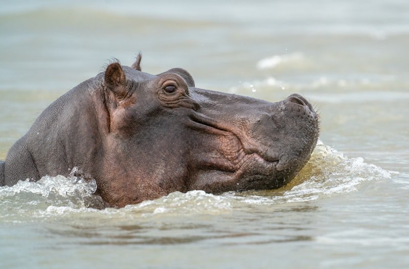 Hippopotamus