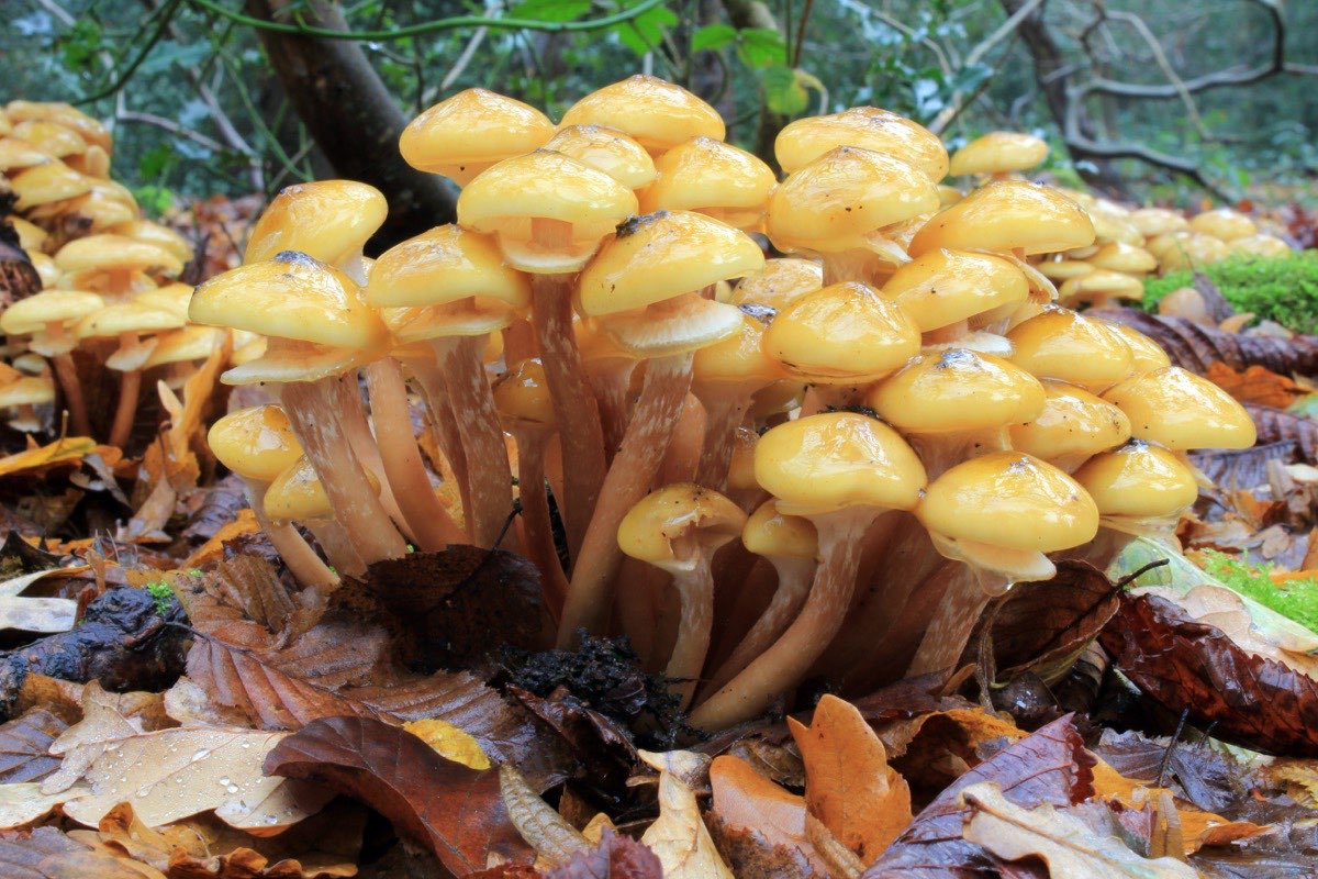 Honey Fungus (Armillaria)