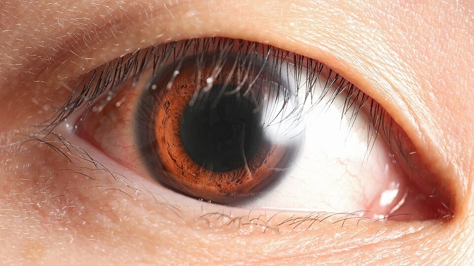 Human Eyeball