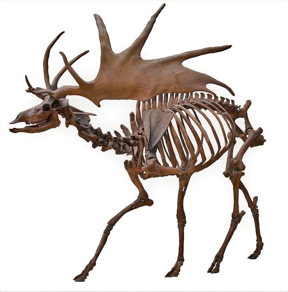 Irish Elk (Megaloceros)