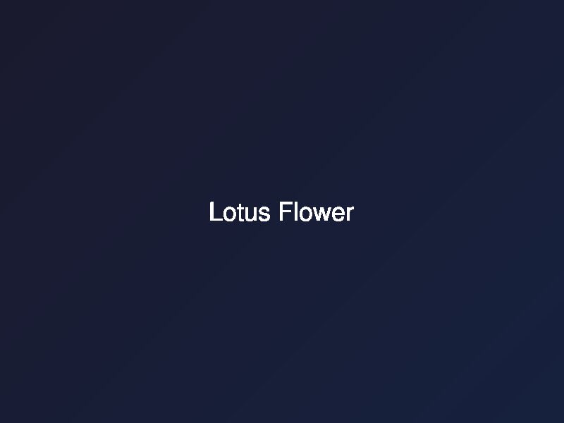 Lotus Flower