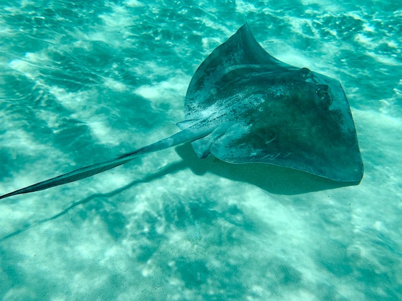 Manta Ray