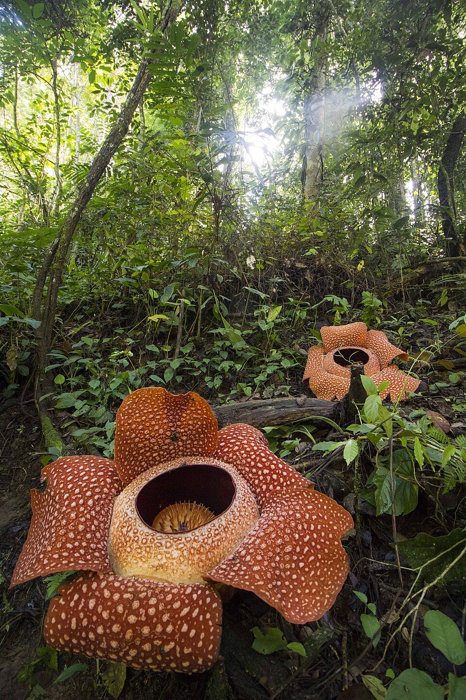 Rafflesia arnoldii