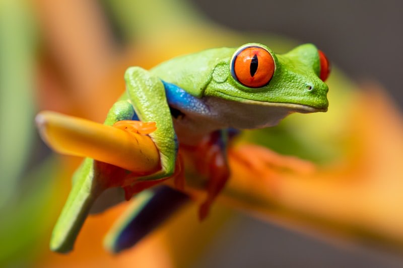 Red-Eyed Tree Frog