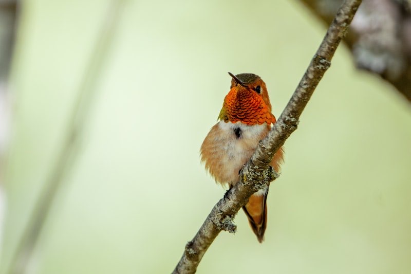 Hummingbird (Ruby-throated)