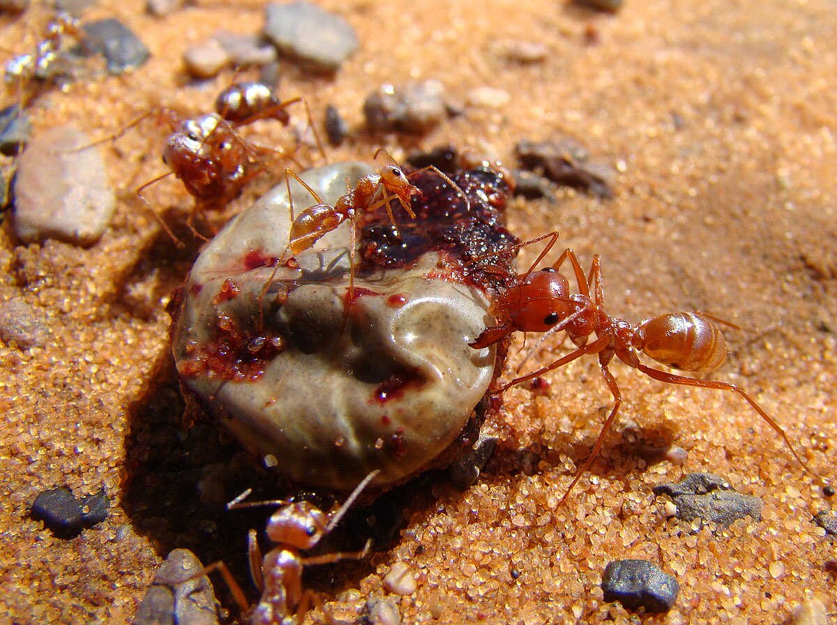 Saharan Silver Ant