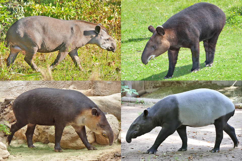 Tapir