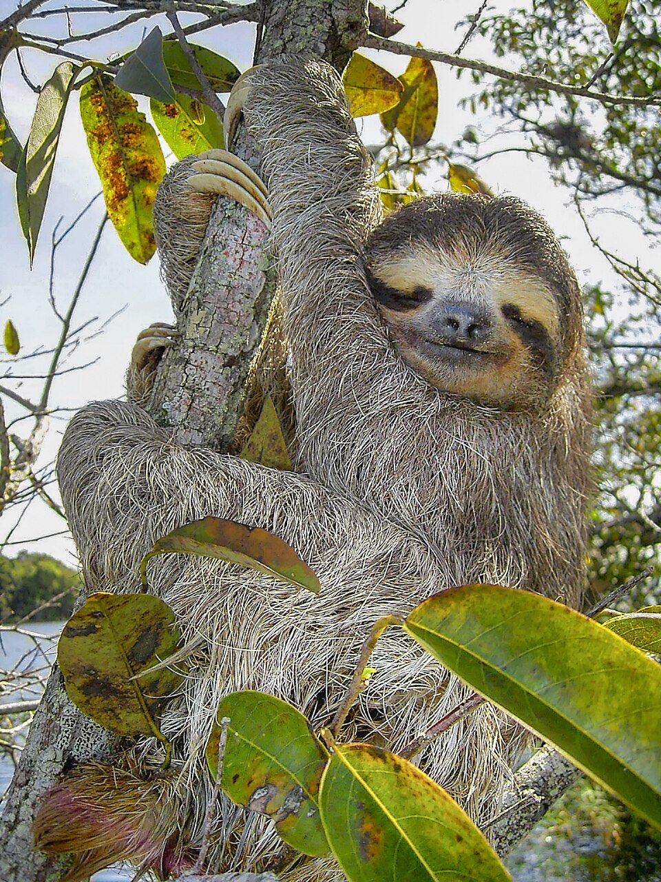 Three-Toed Sloth