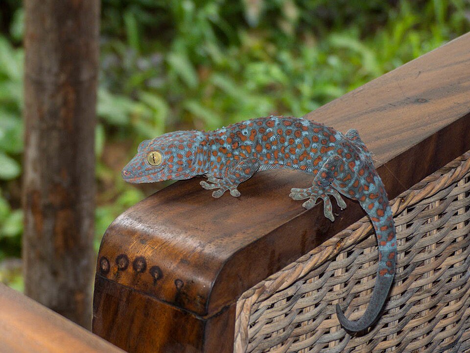 Gecko (Tokay)