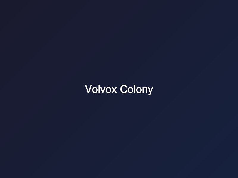 Volvox Colony