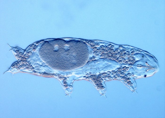 Tardigrade Larva (Water Bear)