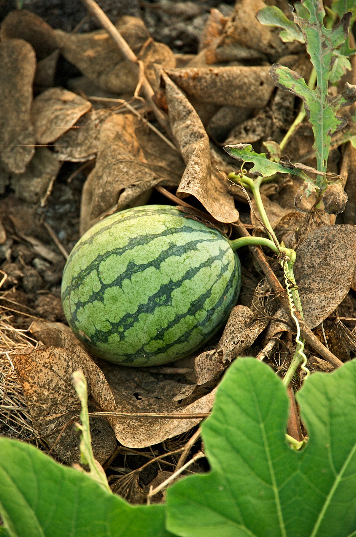 Watermelon (Whole)