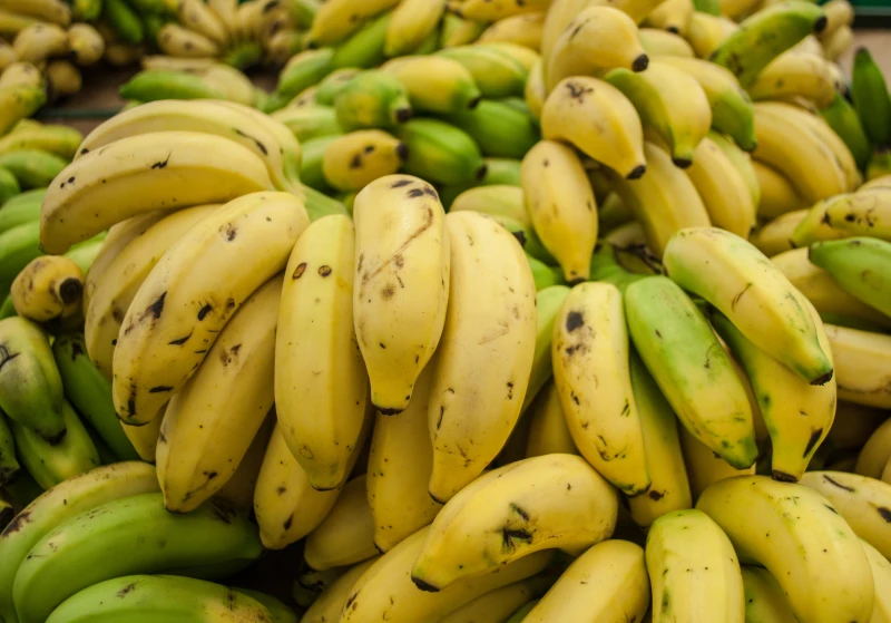 A Cavendish banana