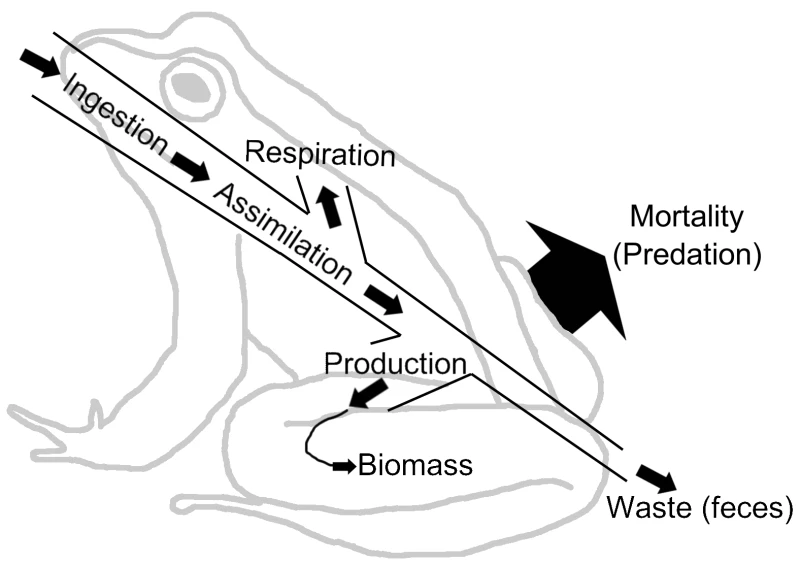 Ecosystem energy cycle diagram
