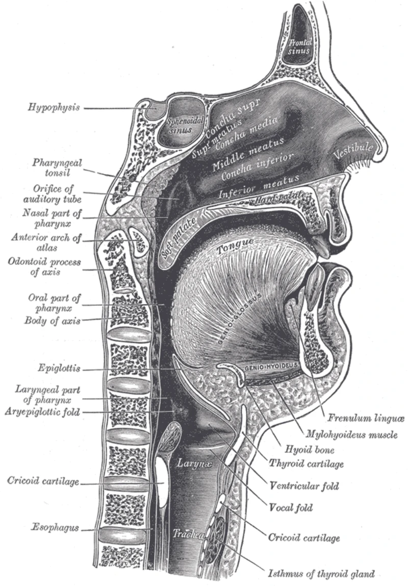 Lateral cross-section of the human vocal tract